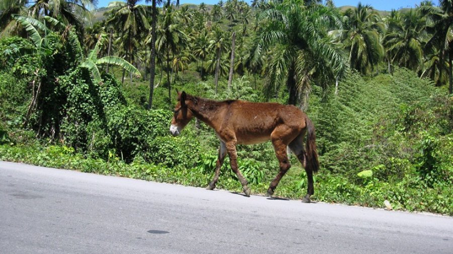 Donkey on Main Road