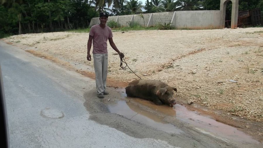 Pig walking man