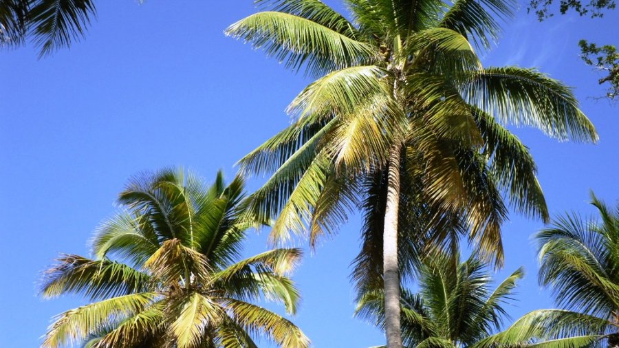 Playa Palms