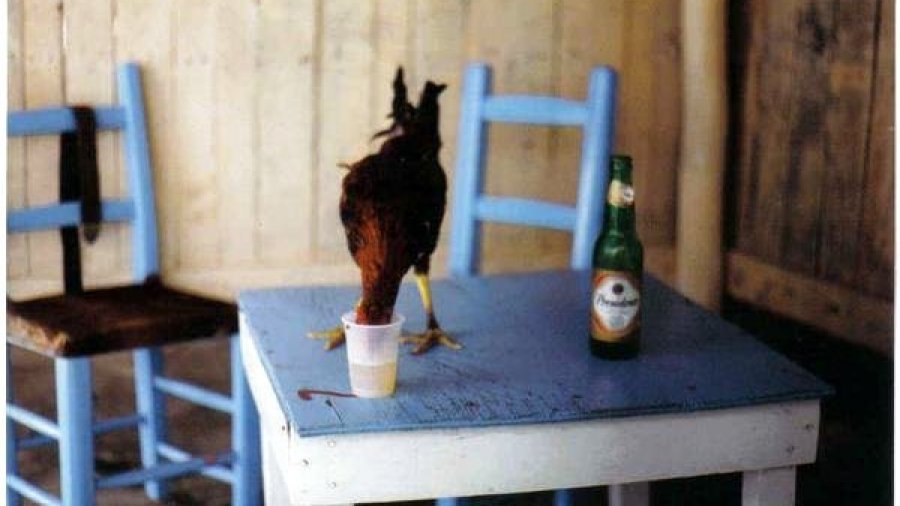 Rooster drinking Presidente
