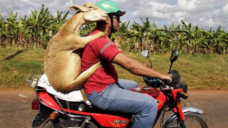 goat on motorcycle